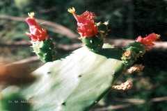 Opuntia cochenillifera